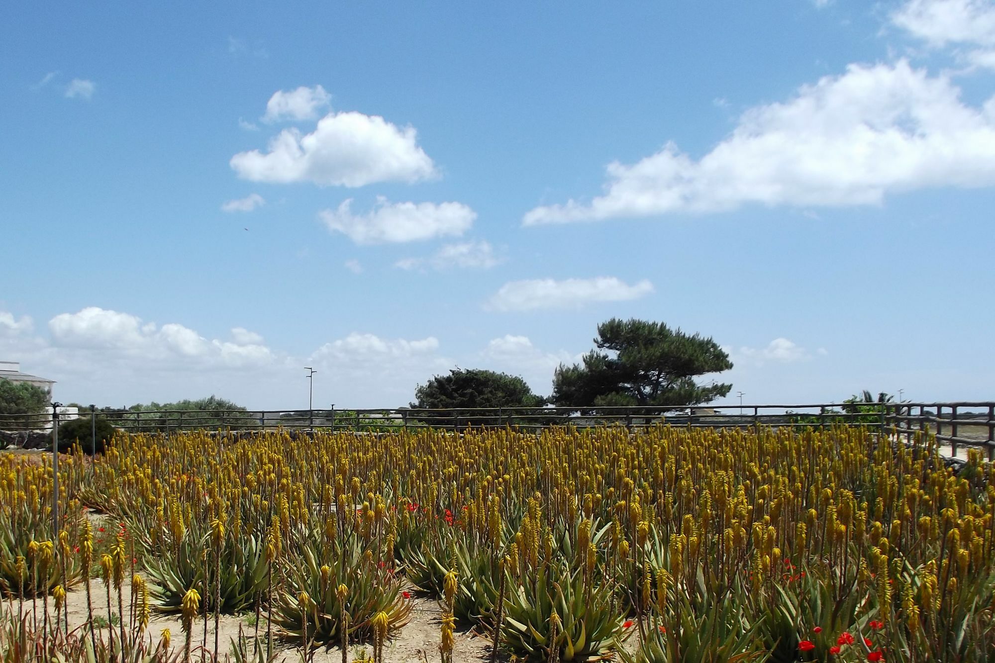 منزل الضيف فافينانا  في Il Giardino Delle Aloe المظهر الخارجي الصورة